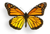 butterfly
